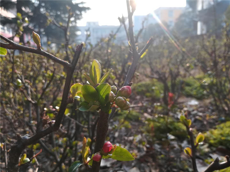 海棠含苞.jpg