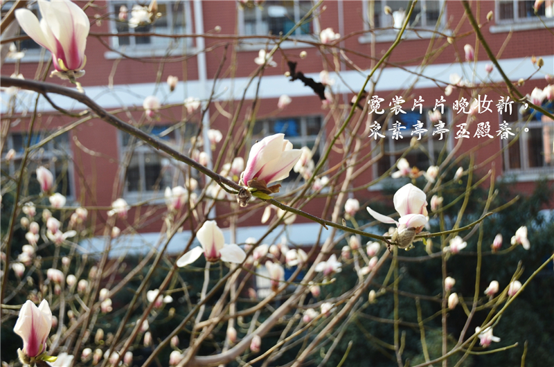 濮陽市第六中學(xué)1.jpg