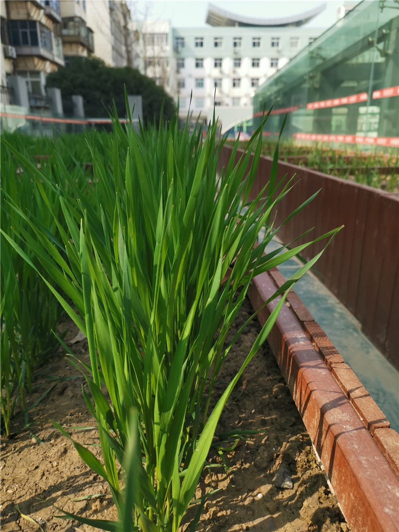 河南省實(shí)驗(yàn)小學(xué) 王獻(xiàn)甫 攝.jpg
