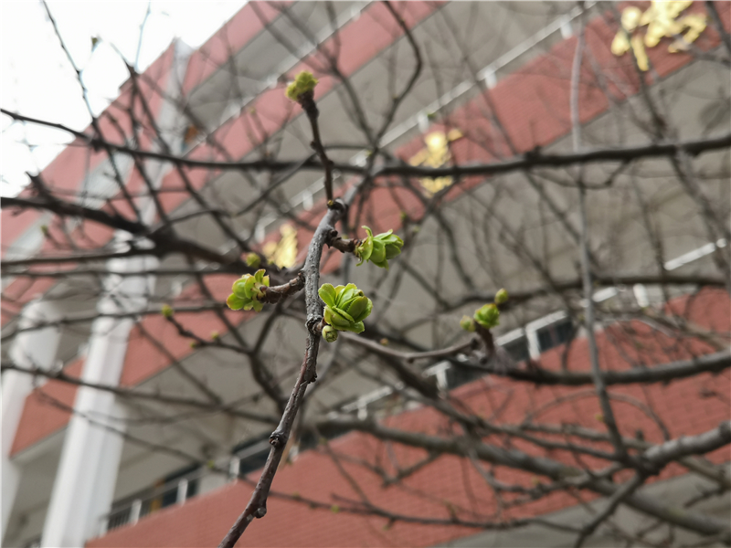 木瓜樹萌芽.jpg