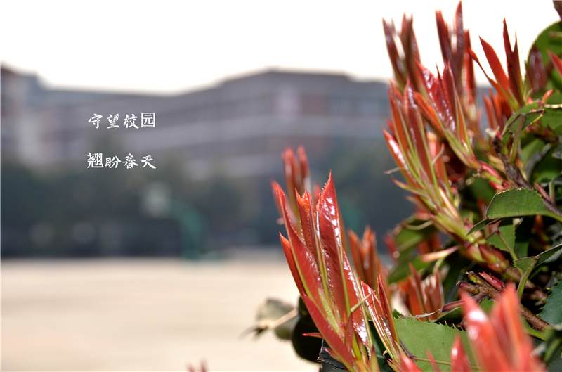 濮陽市第六中學(xué)3.jpg