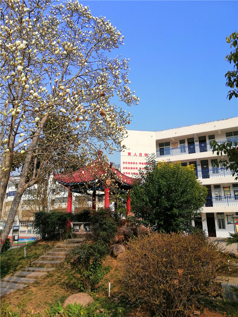 5玉蘭竟放.jpg