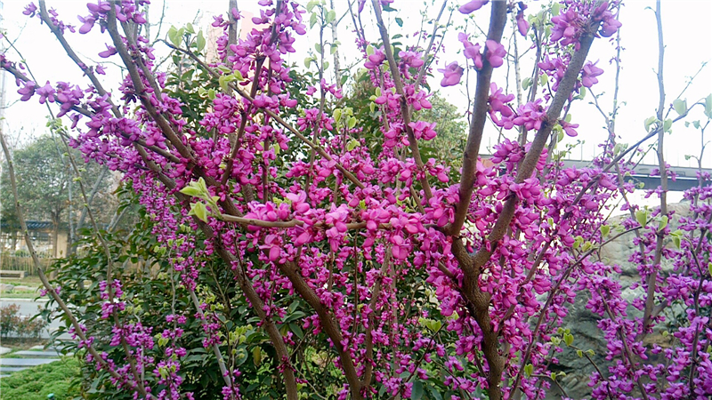 校園紫金花1.jpg